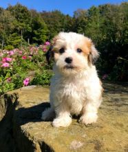 🏠💕 Ckc ☮ Male 🐕 Female 🎄 Havanese Puppies 🏠💕Delivery is possible🌎✈️ Image eClassifieds4U