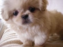 🏠💕 Ckc ☮ Male 🐕 Female 🎄 Pekingese Puppies 🏠💕Delivery is possible🌎✈️ Image eClassifieds4U