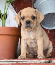 🏠💕 Ckc ☮ Male 🐕 Female 🎄 Puggle Puppies ✿🏠💕Delivery is possible🌎✈️ Image eClassifieds4U