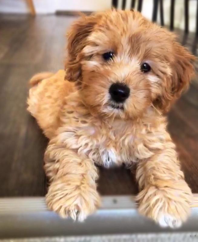 `!!@#@#@$ADORABLE LOVING 12 WEEKS OLD GOLDENDOODLE FOR REHOMMING ~!@#%$#%$%^$^%^ Image eClassifieds4u