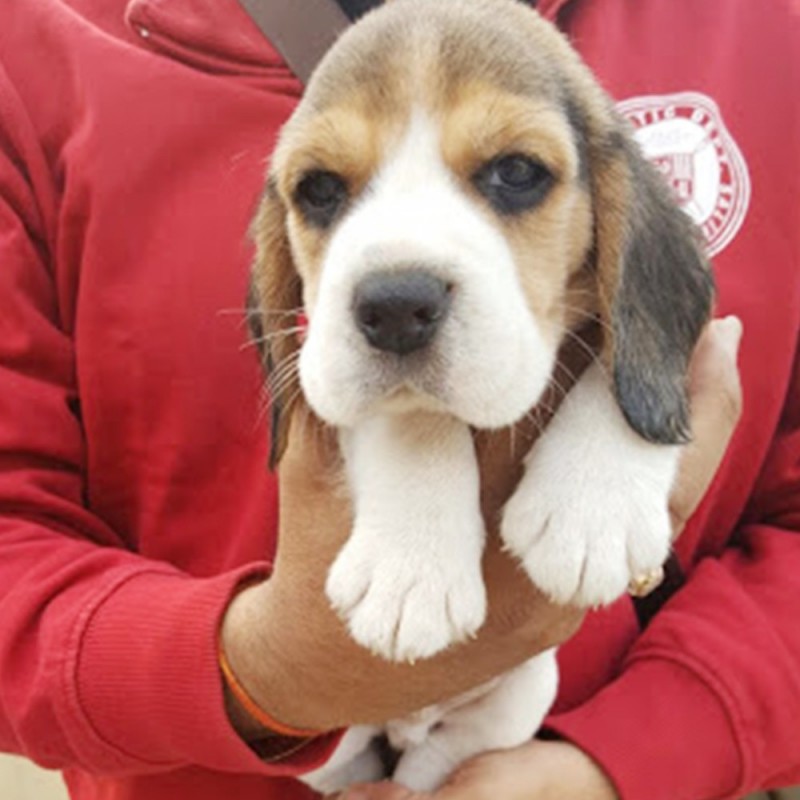 Sweet & playful Beagle puppies. Image eClassifieds4u