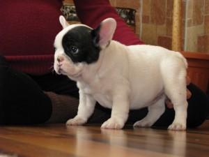 French Bulldog puppies now available Image eClassifieds4u
