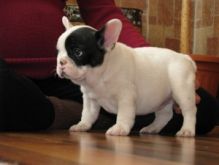 French Bulldog puppies now available