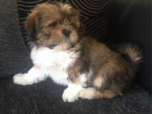 7 Gorgeous CKc Reg Lhasa Apso Puppies For Sale