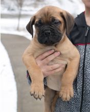 Adorable Bull Mastiff Puppies male and female available now