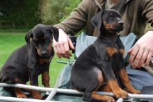Adorable Doberman Pinchers puppies ready