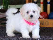 Adorable male and female Bichon frise puppies