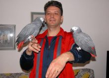African Grey Parrots for adoption