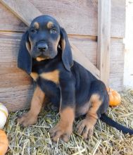 Bloodhound Puppies