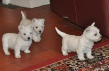 Charming male and female Westie puppies for adoption