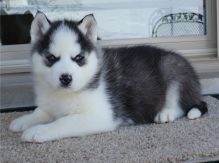 Charming Siberian husky puppies available