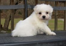 Coton De Tulear Pups