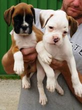 Cute Boxer Puppies ready