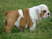 Cute male and female English bulldog Puppies available.