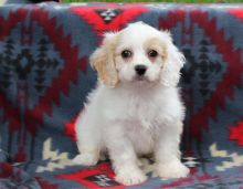 Gorgeous male and female Cavachon for good home adoption