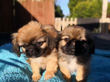 Gorgeous Pekingese Pups For Sale