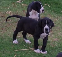 Great Dane puppies up for sale.