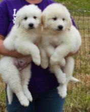 Great Pyrenees puppies