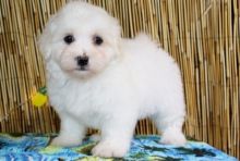 Havanese Puppies For Adoption