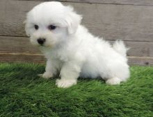 Home Raised Coton De Tulear Puppies seeking for lovely homes