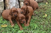 Irish Setter Puppies