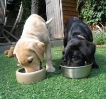 Labradoodle puppies