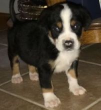 Male and female Greater Swiss Mountain Dog puppies