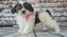 Malshi Puppies available