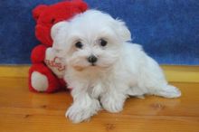Maltese Puppies available