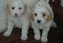 Maltipoo Puppies