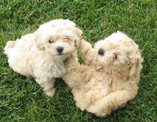 Maltipoo Puppies Still Available