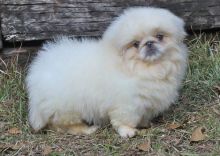 Pekingese puppies ready for adoption