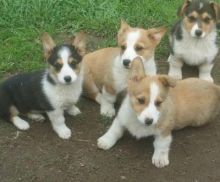 Pembroke Welsh Corgi puppies