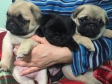 Purebred Pug Puppies