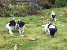 Registered Jack Russell puppies