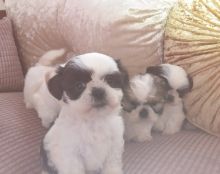 Shih Tzu puppies available