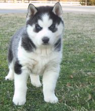 Siberian Husky Puppies with Blue Eyes