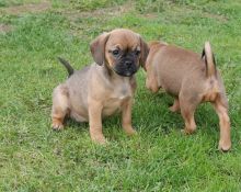Stunning Puggle Puppies Fully Vaccinated