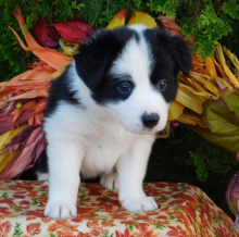 Super Border Collie puppies male and female ready for new homes