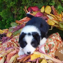 Super Border Collie puppies male and female ready for new homes