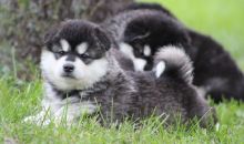 Sweet Alaskan Malamute puppies