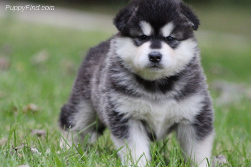 Alaskan Malamute puppies available Image eClassifieds4u