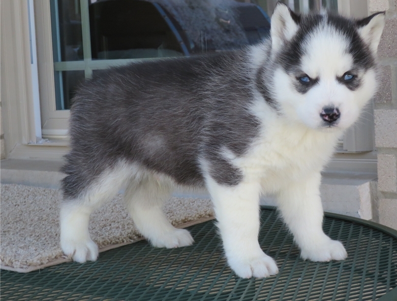 Charming Siberian husky puppies available Image eClassifieds4u