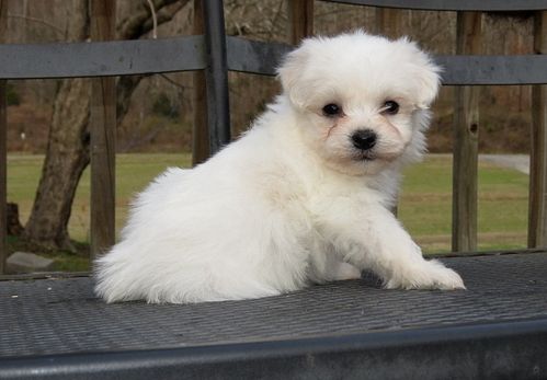 Coton De Tulear Pups Image eClassifieds4u