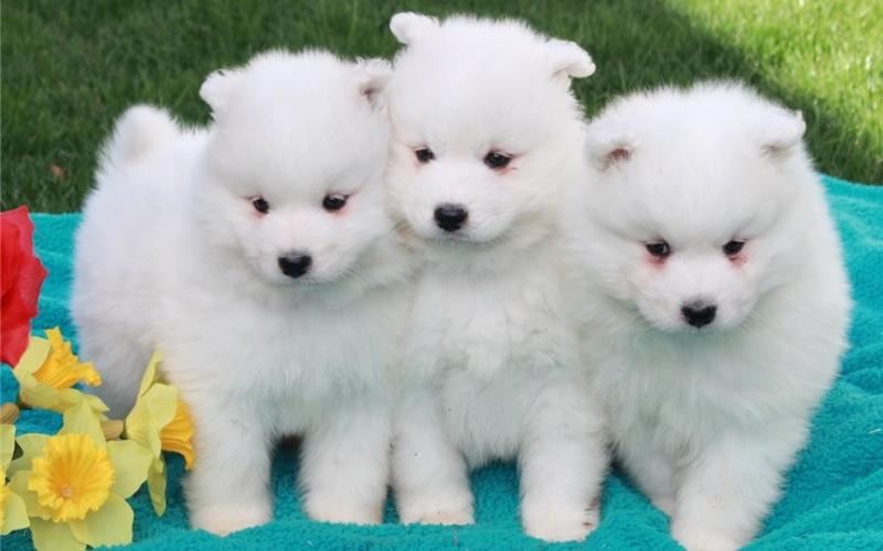 🐶🐕🌎🔔Gorgeous Samoyed Puppies Available🌎🔔 🐶🐕 Image eClassifieds4u