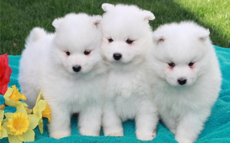 🌎🔔Gorgeous Samoyed Puppies Available🌎🔔 Image eClassifieds4u