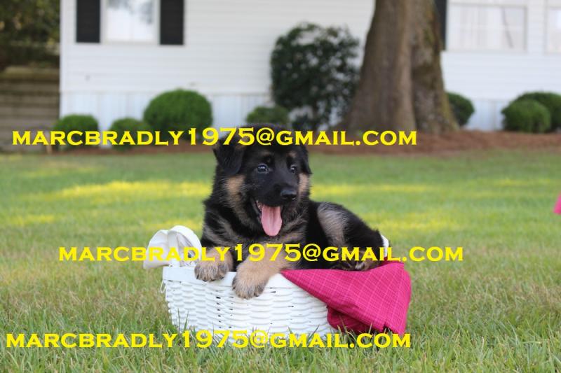 Healthy German Shepherd Puppies Image eClassifieds4u