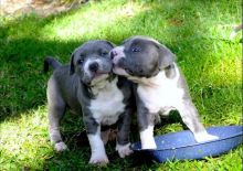 American Staffordshire terrier puppies Available Image eClassifieds4U