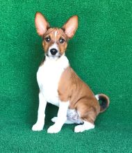 Basenji puppies Image eClassifieds4U