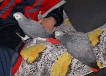 African Grey Parrots for adoption Image eClassifieds4u 2